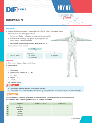 2025 - 11. SINIF BİYOLOJİ DİF - FÖY-7
