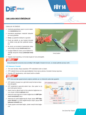TYT-AYT BİYOLOJİ DİF - FÖY-14 - 2023