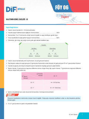 2024 - 10. SINIF BİYOLOJİ DİF - FÖY-6