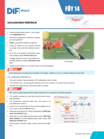 TYT-AYT BİYOLOJİ DİF - FÖY-14 - 2022