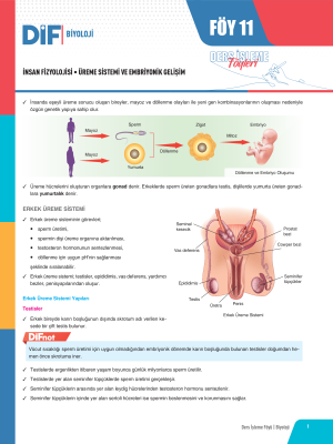TYT-AYT BİYOLOJİ DİF - FÖY-11 - 2023