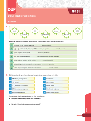 2025 - 10.SINIF BİYOLOJİ DUF - FÖY  1