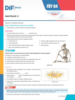2024 - 11. SINIF BİYOLOJİ DİF - FÖY-4