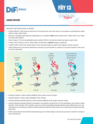 TYT-AYT BİYOLOJİ DİF - FÖY-13 - 2023