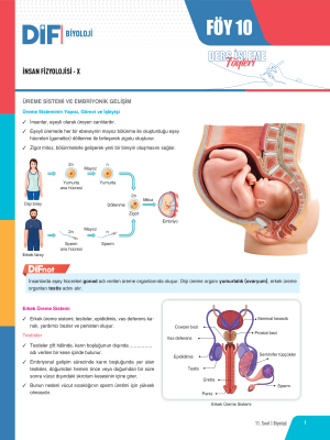 2024 - 11. SINIF BİYOLOJİ DİF - FÖY-10